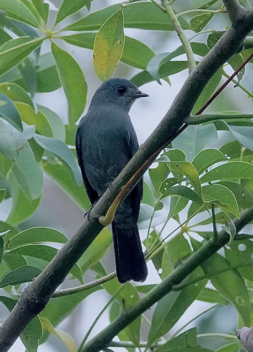 銅藍鶲 - ML646375849