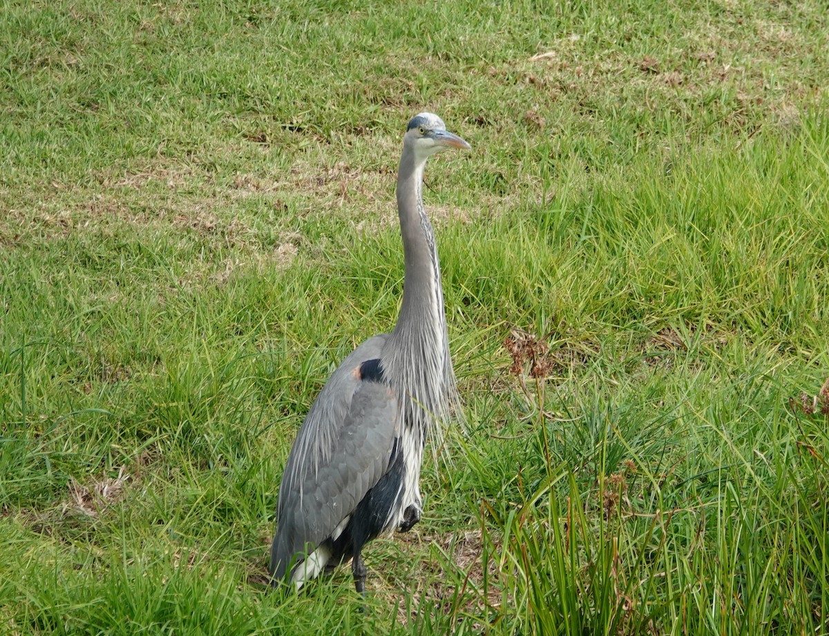 Great Blue Heron - ML646375850