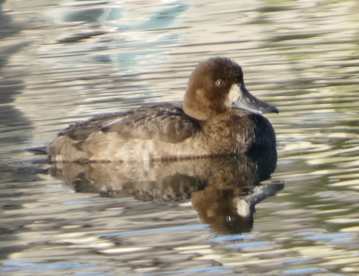 Fuligule milouinan - ML646375851