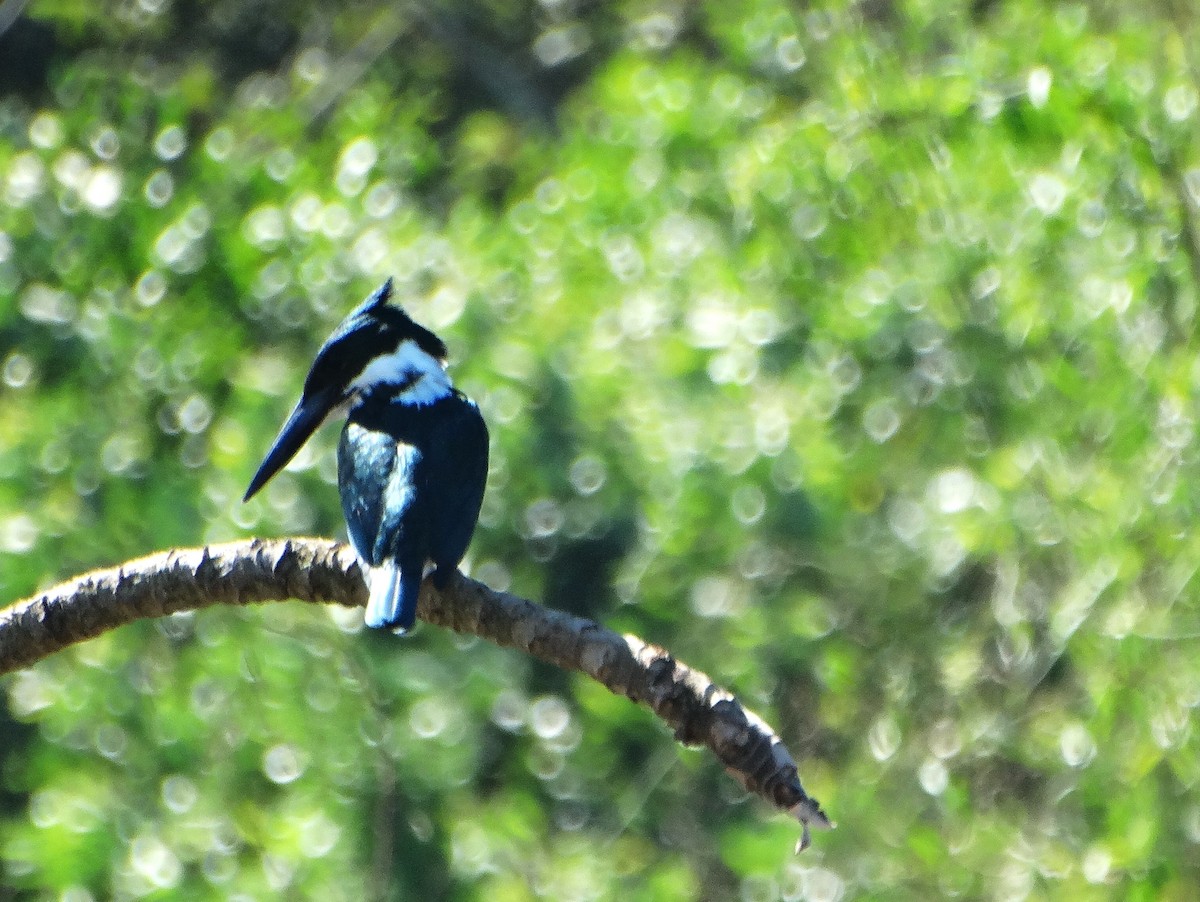 Green Kingfisher - ML646375852