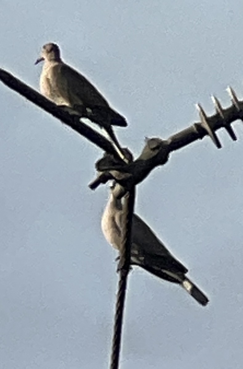 Eurasian Collared-Dove - ML646375853