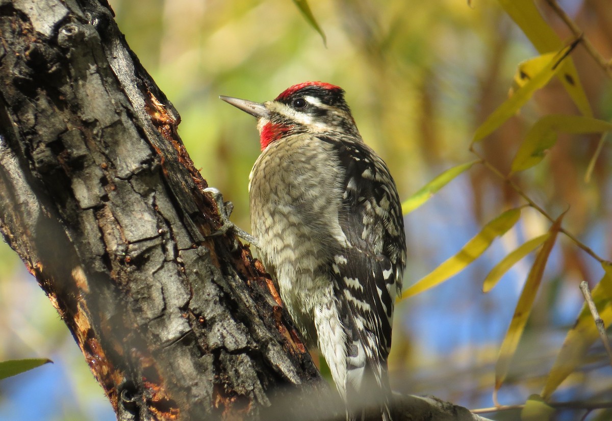 Red-naped Sapsucker - ML646375857