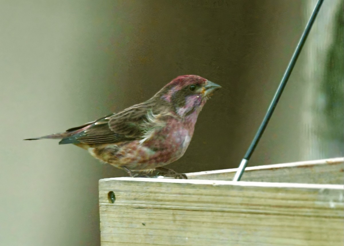 Purple Finch - ML646375859