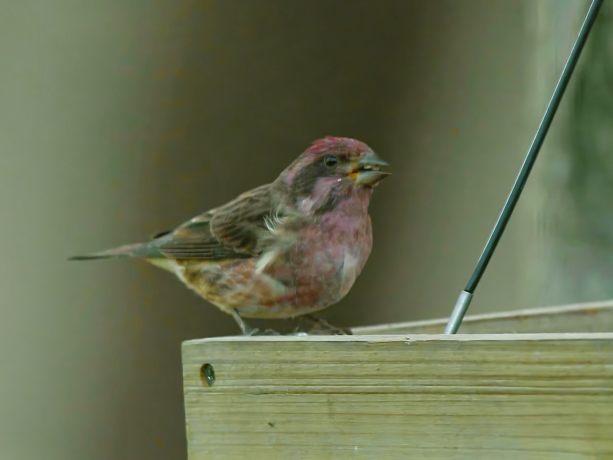 Purple Finch - ML646375860