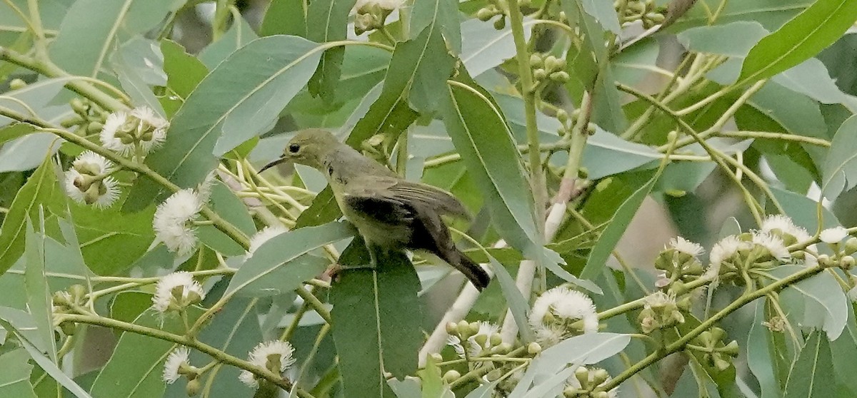 黃腹花蜜鳥 - ML646375861