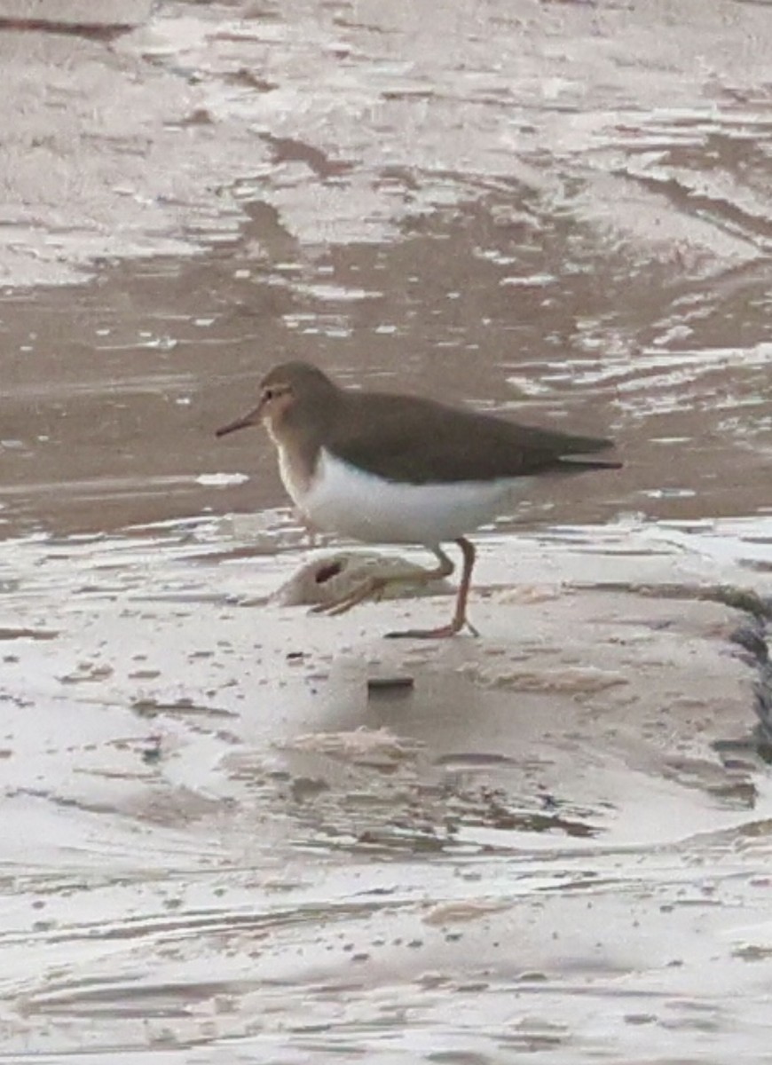 Spotted Sandpiper - ML646375862