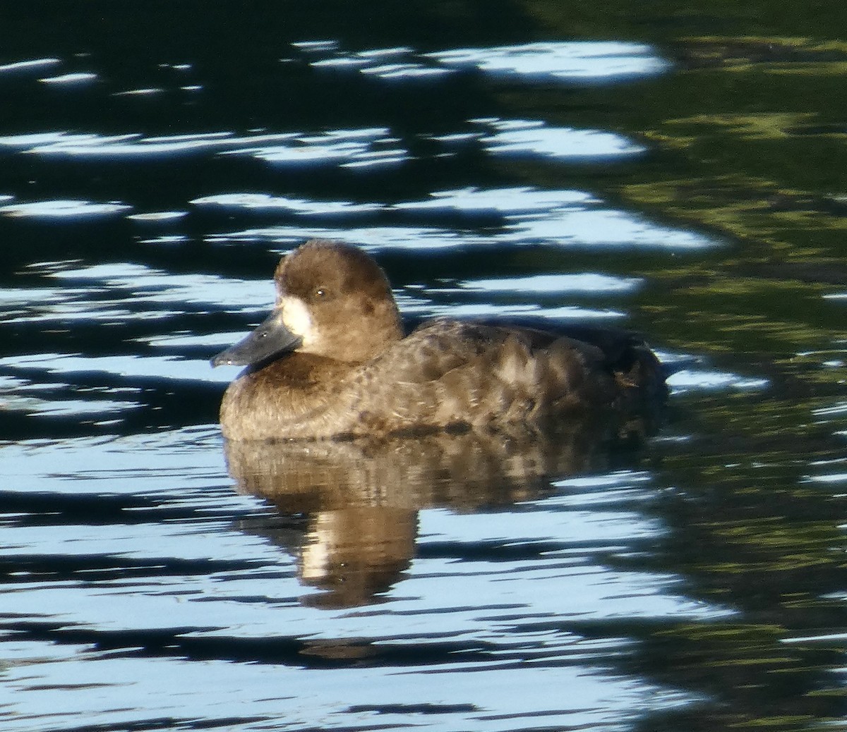 Fuligule milouinan - ML646375863