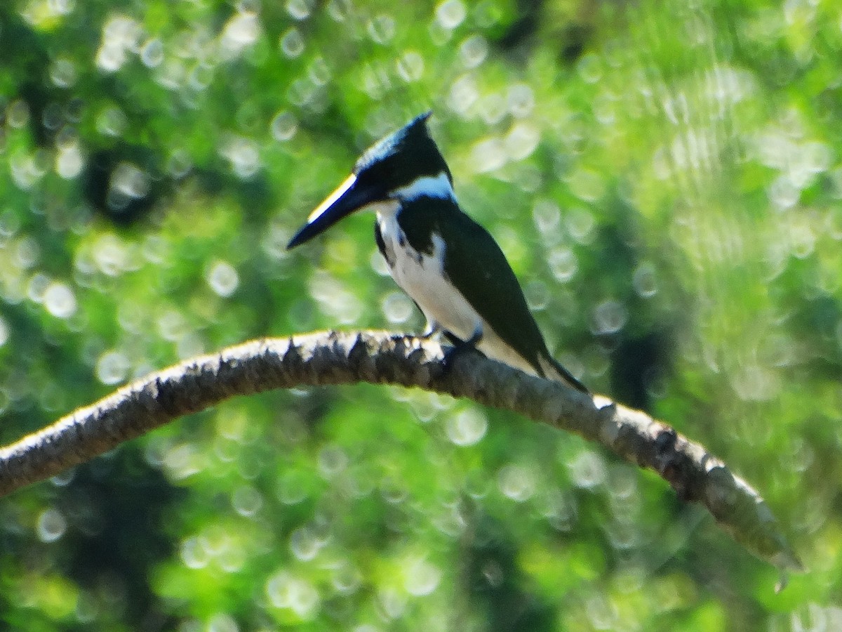 Amazon Kingfisher - ML646375865