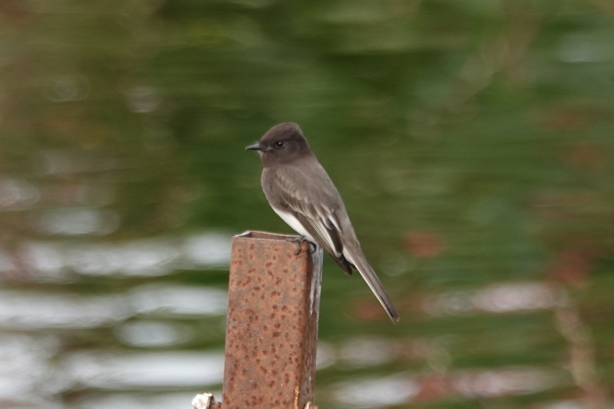 Black Phoebe - ML646375871