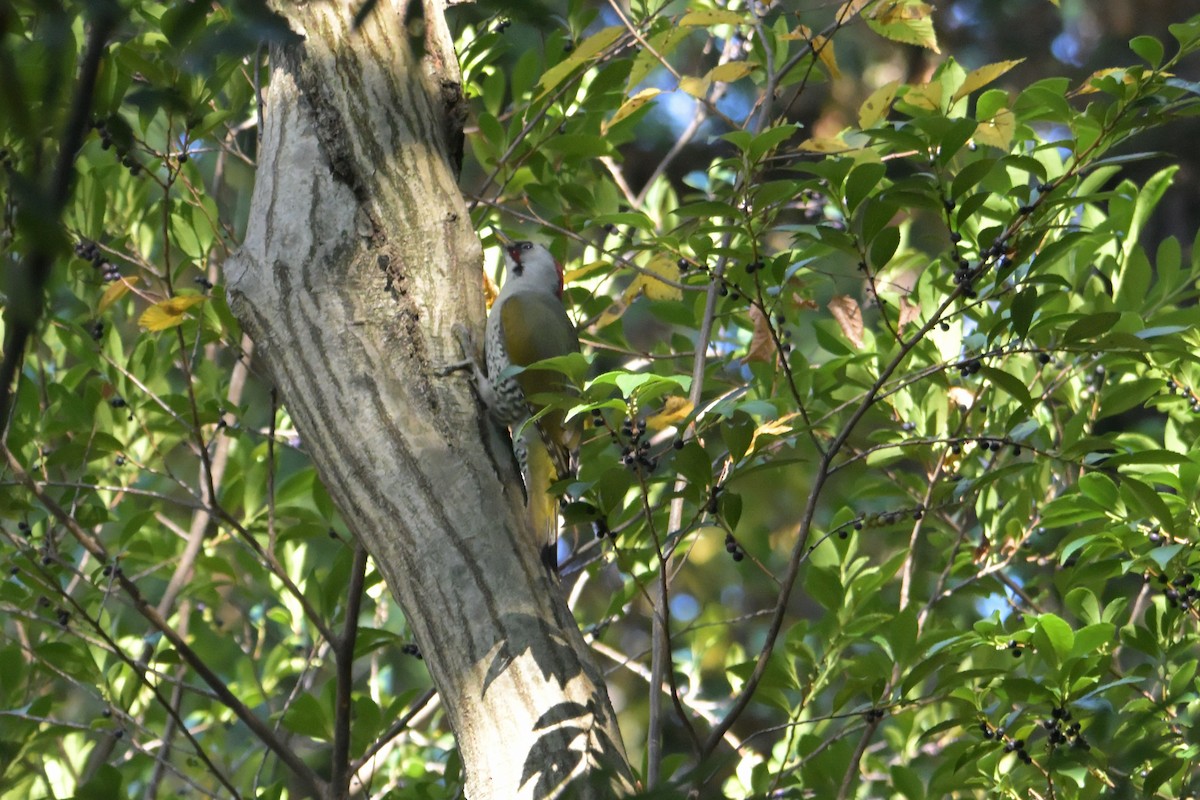 Japanese Woodpecker - ML646375872