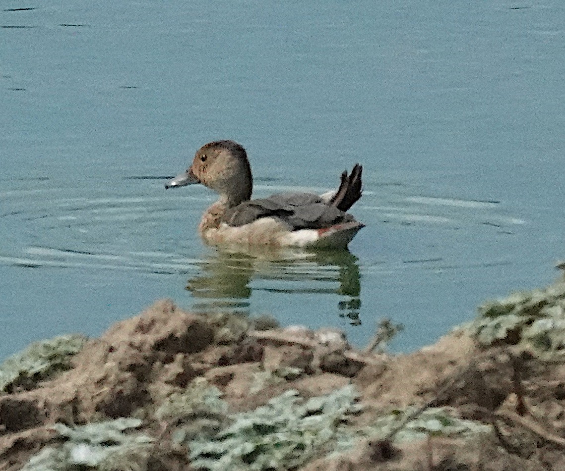 Lesser Whistling-Duck - ML646375874