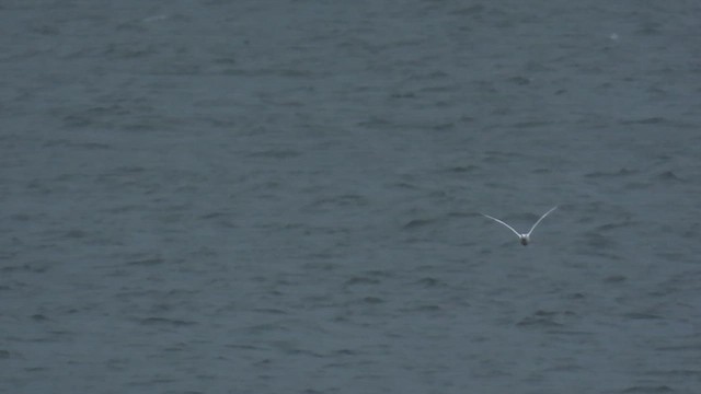 Charrán Real Americano - ML646375875