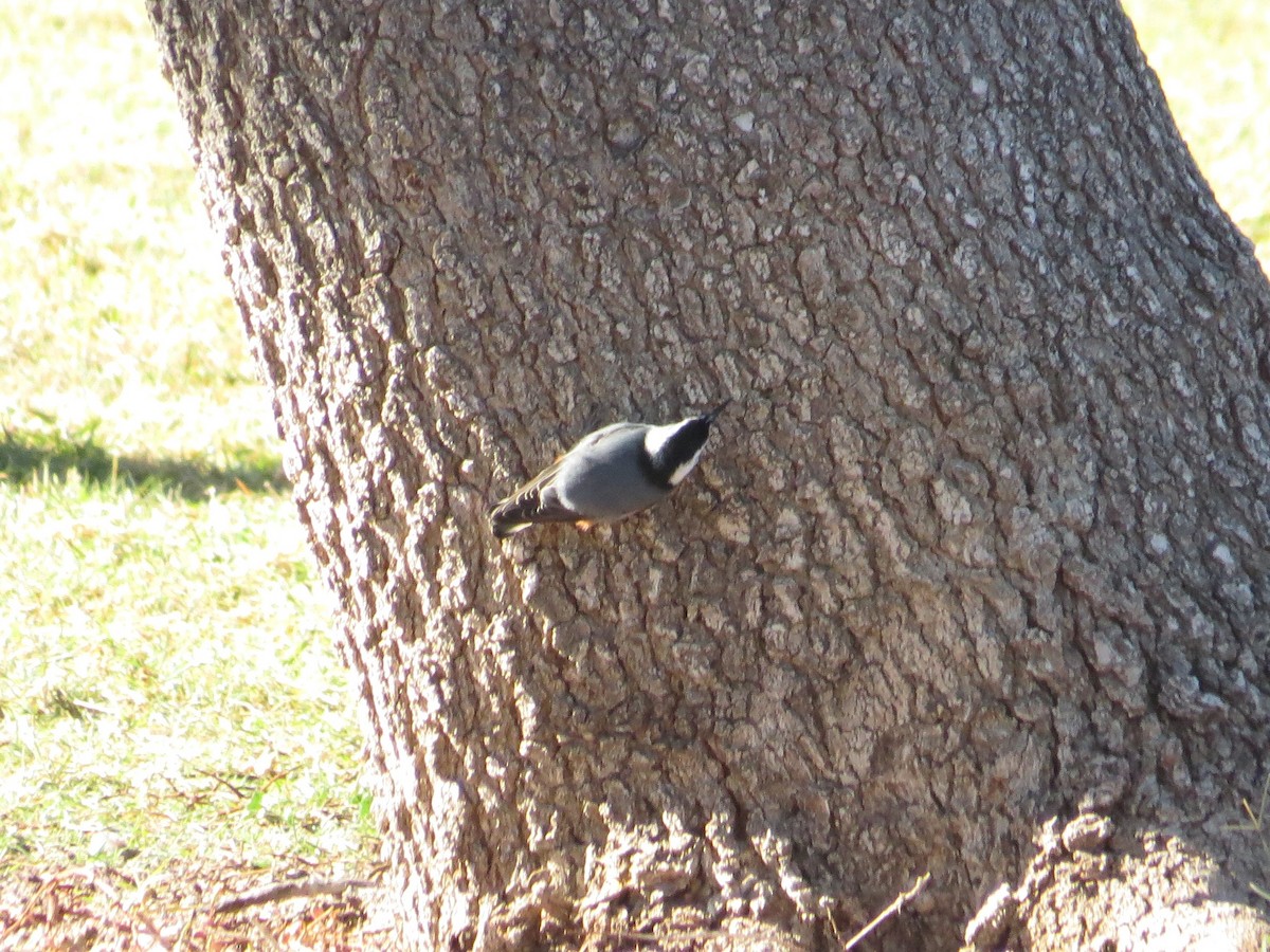 White-breasted Nuthatch - ML646375876
