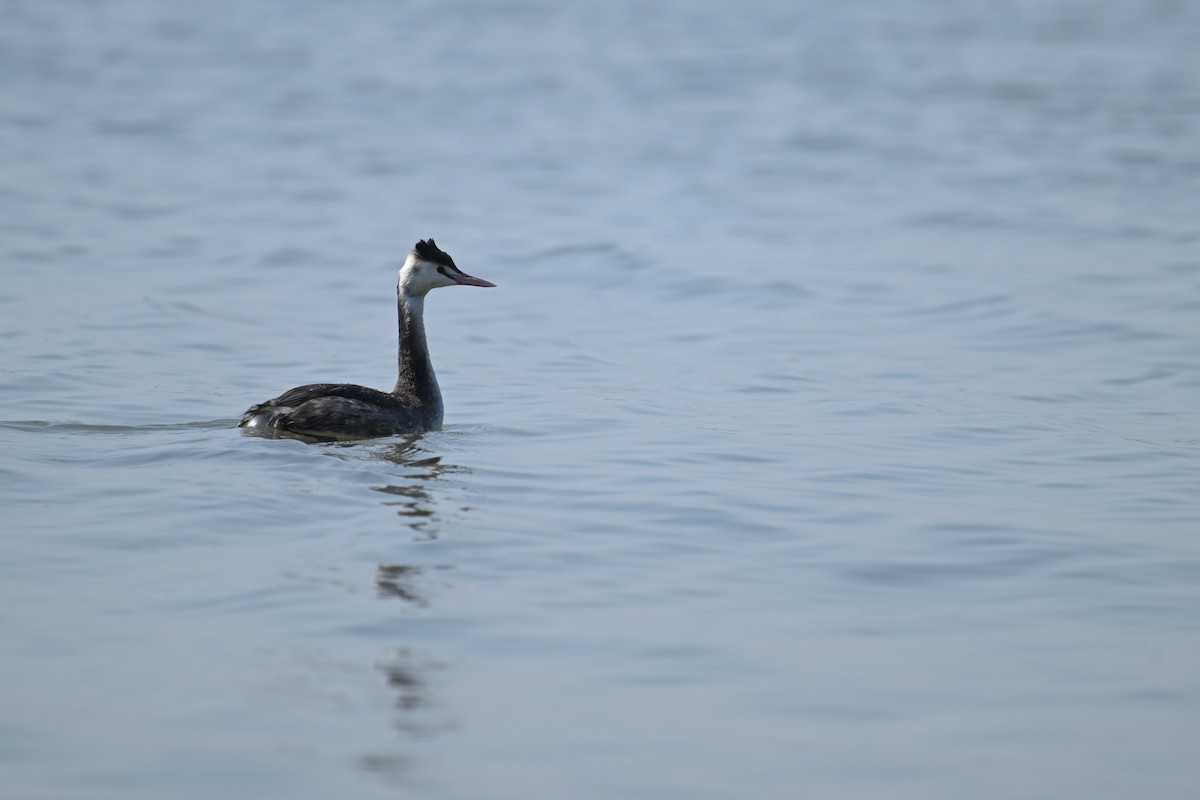 Great Crested Grebe - ML646375881