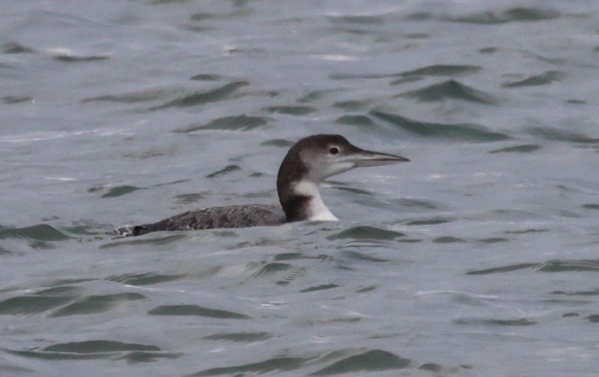 Common Loon - ML646375882