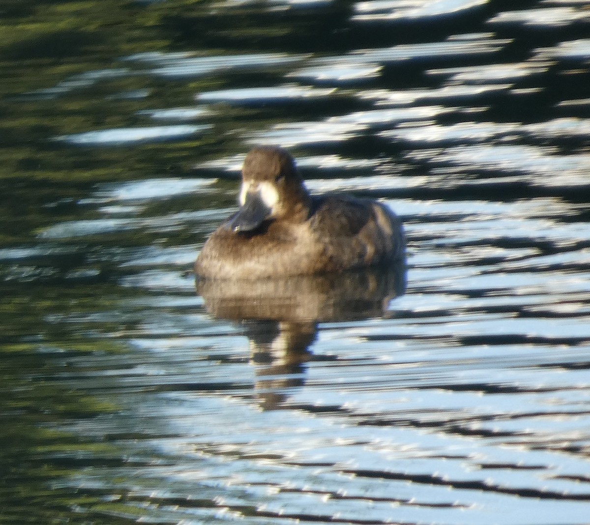 Fuligule milouinan - ML646375883