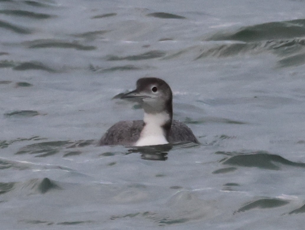 Common Loon - ML646375886