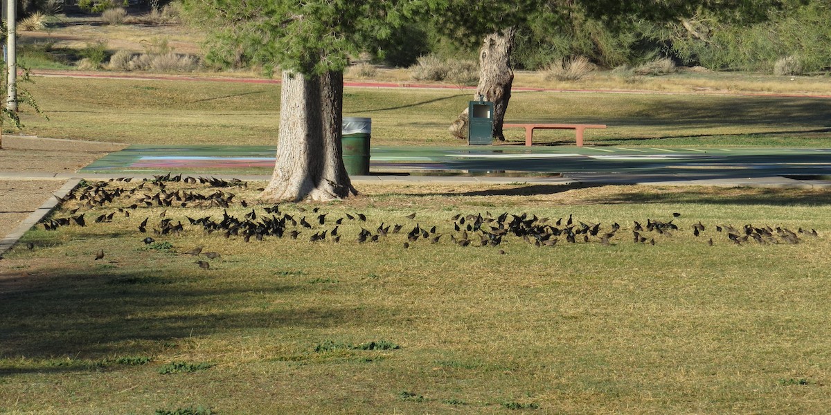 Brown-headed Cowbird - ML646375887