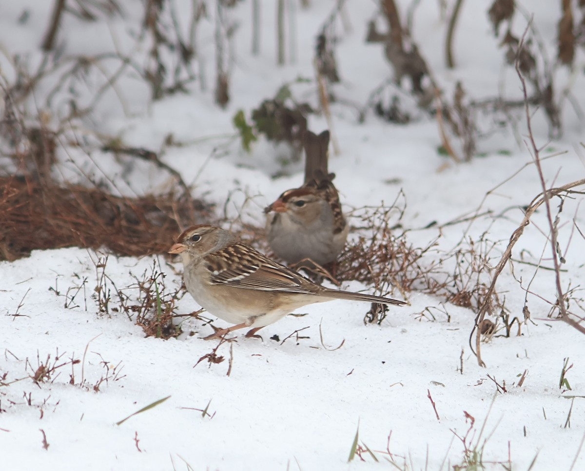 Chingolo Coroniblanco - ML646375888