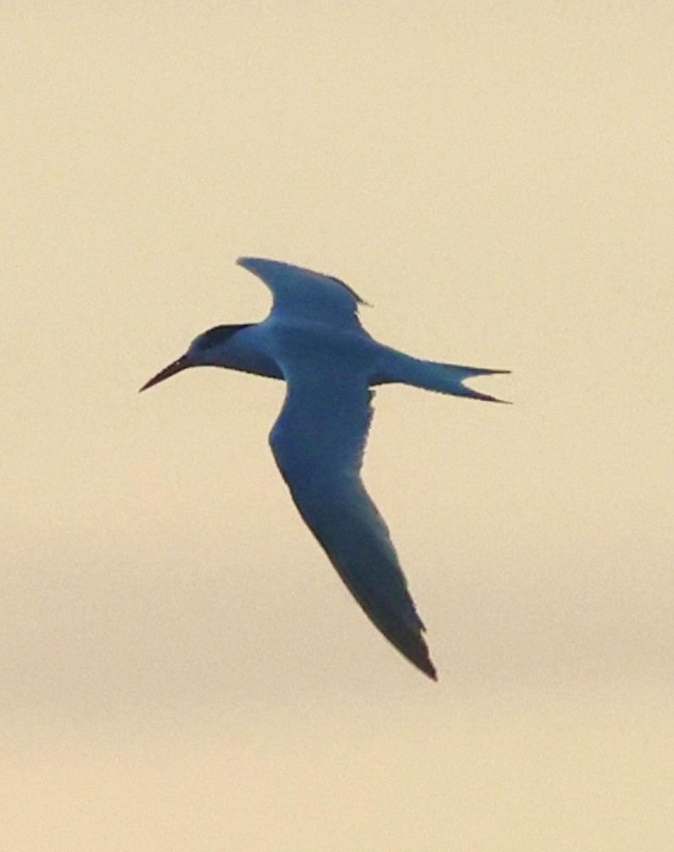Sandwich Tern - ML646375889