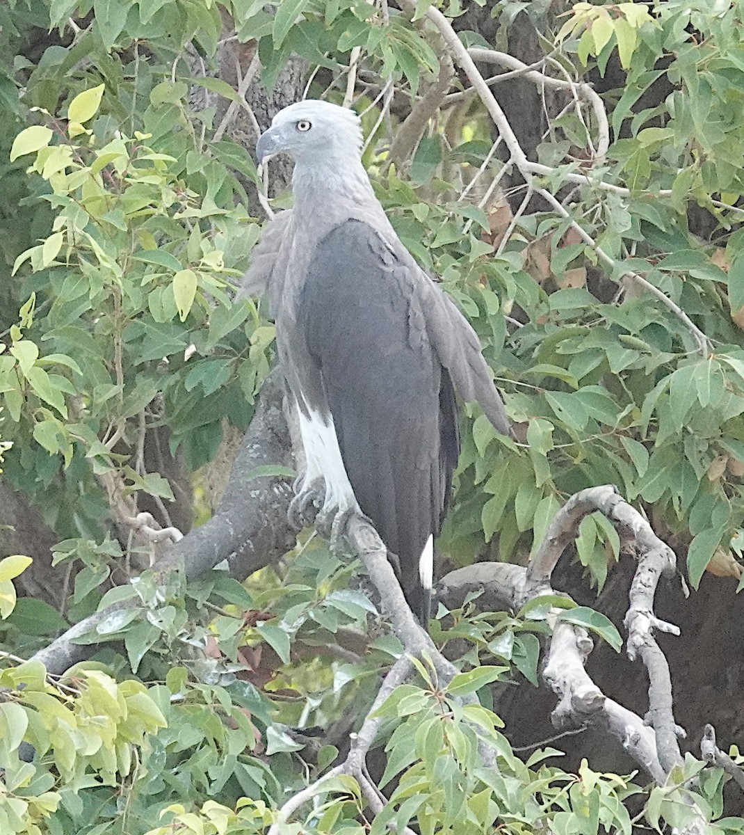 Gray-headed Fish-Eagle - ML646375890
