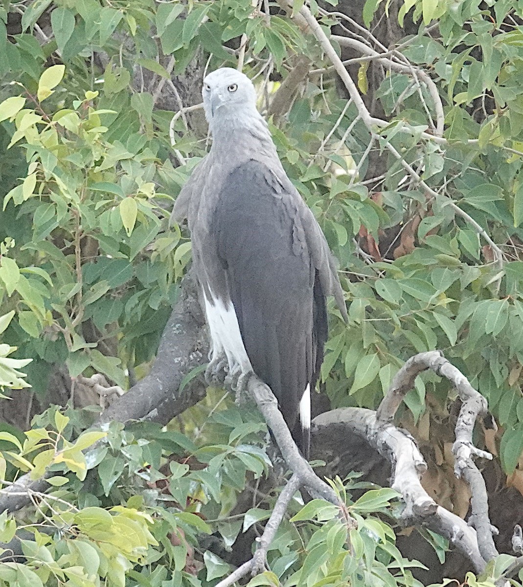 Gray-headed Fish-Eagle - ML646375891