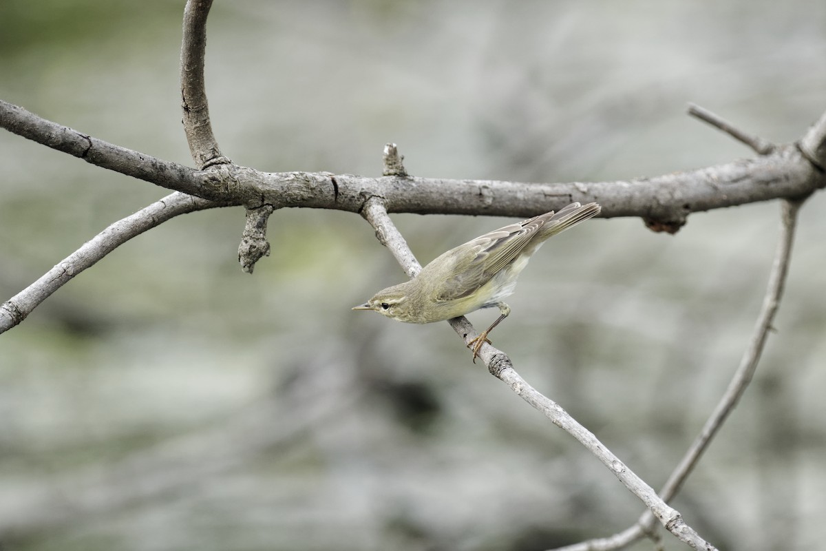 løvsanger - ML646375892