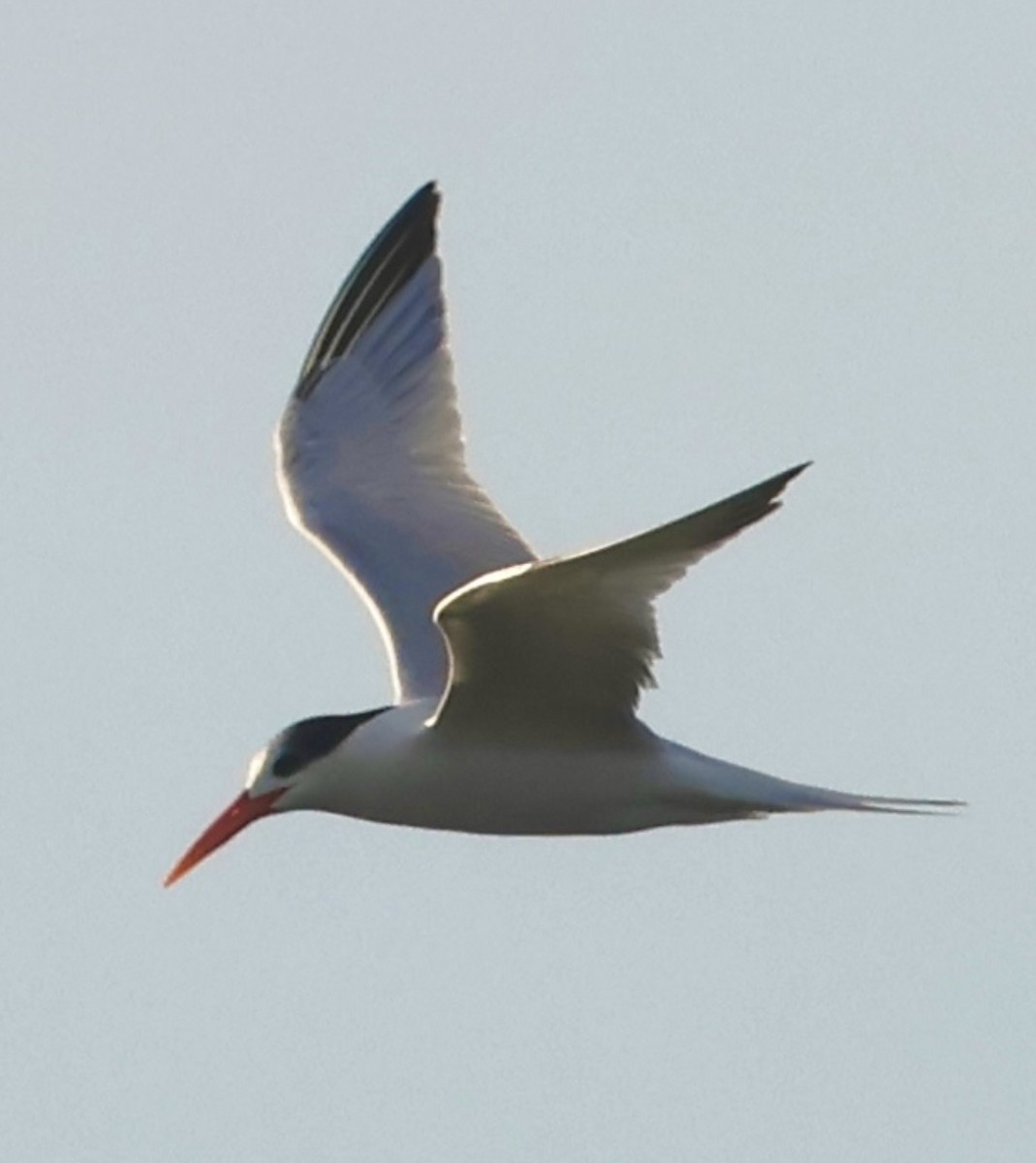 Elegant Tern - ML646375893