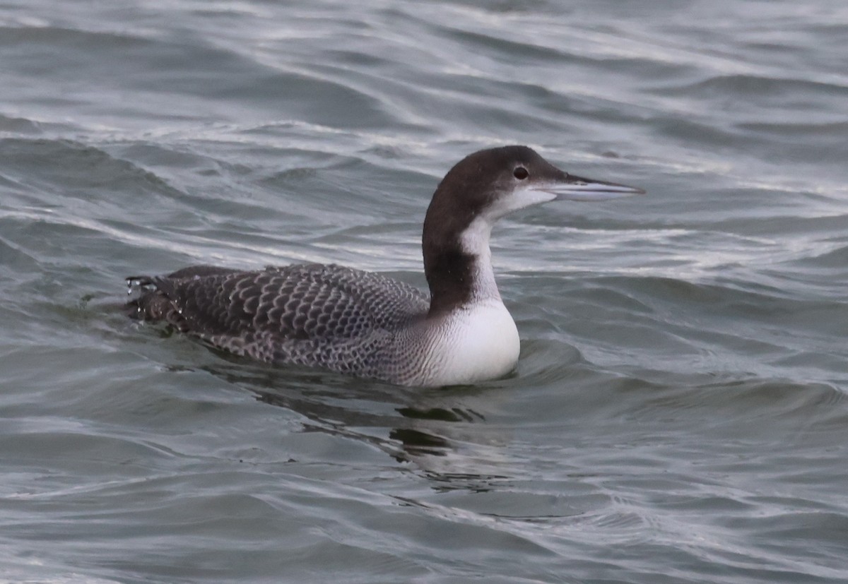 Common Loon - ML646375894