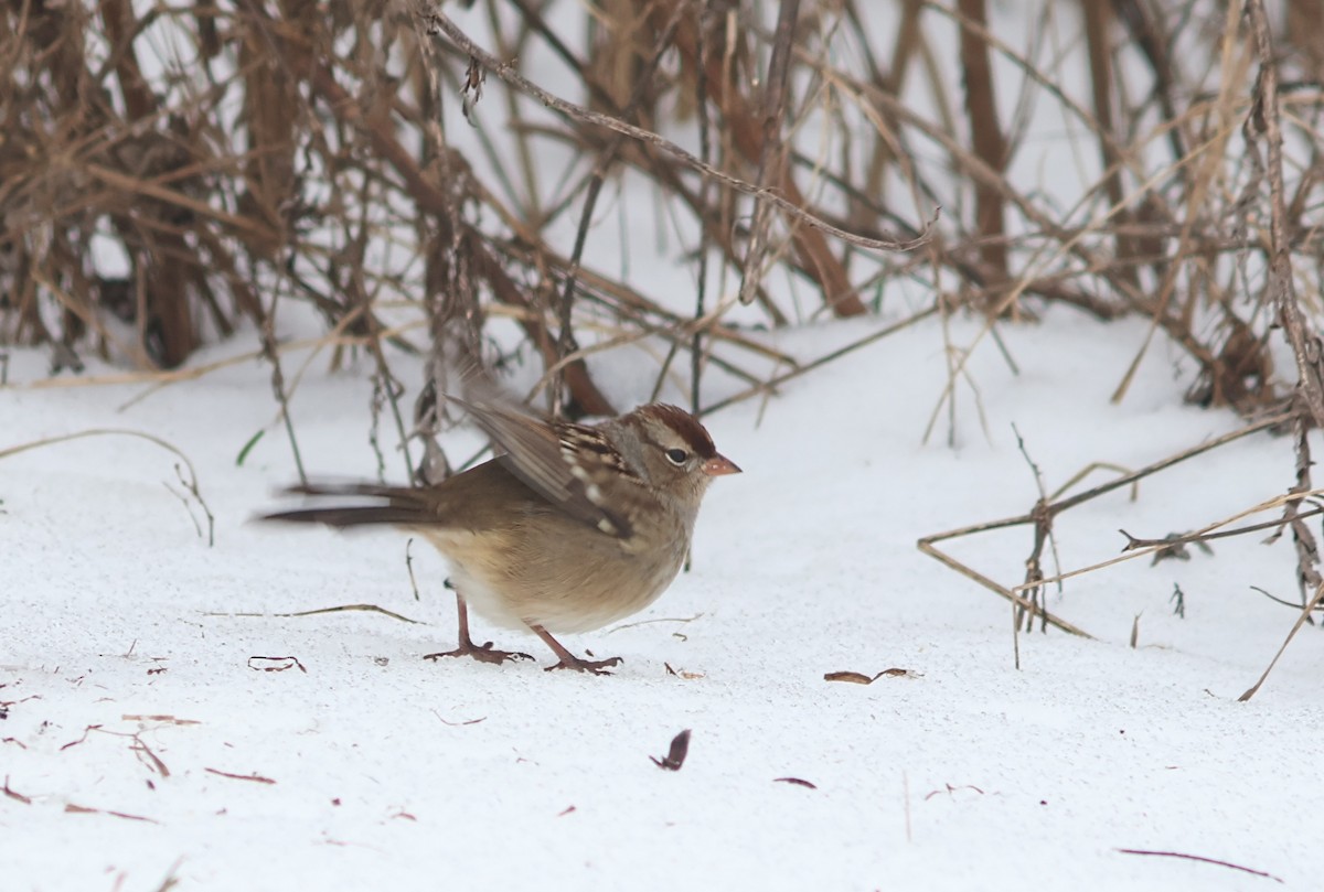 Chingolo Coroniblanco - ML646375895