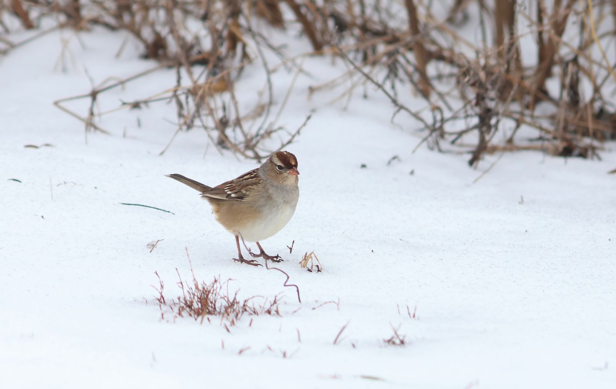 Chingolo Coroniblanco - ML646375896