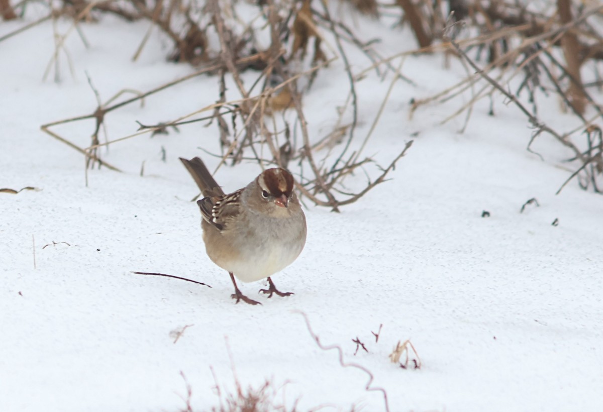 Chingolo Coroniblanco - ML646375897