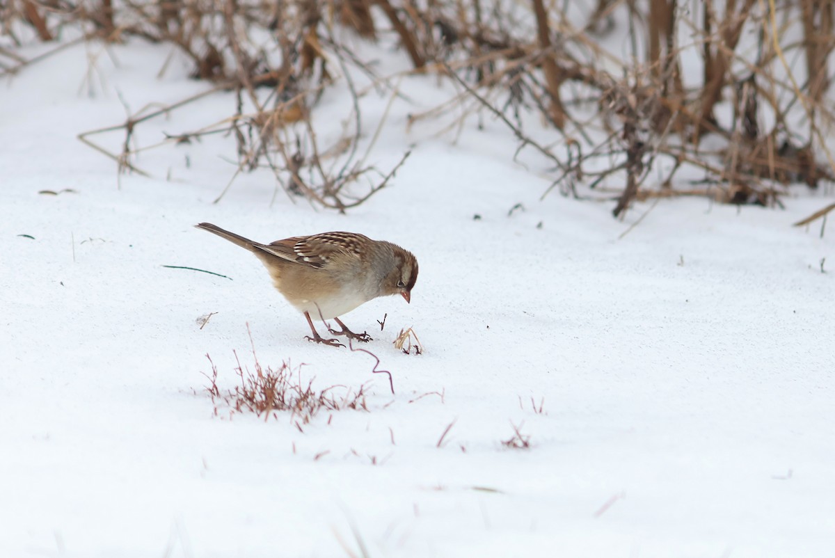 Chingolo Coroniblanco - ML646375898