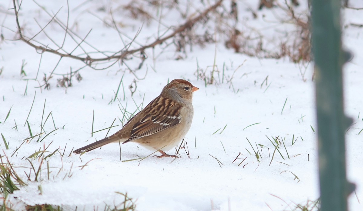 Chingolo Coroniblanco - ML646375899