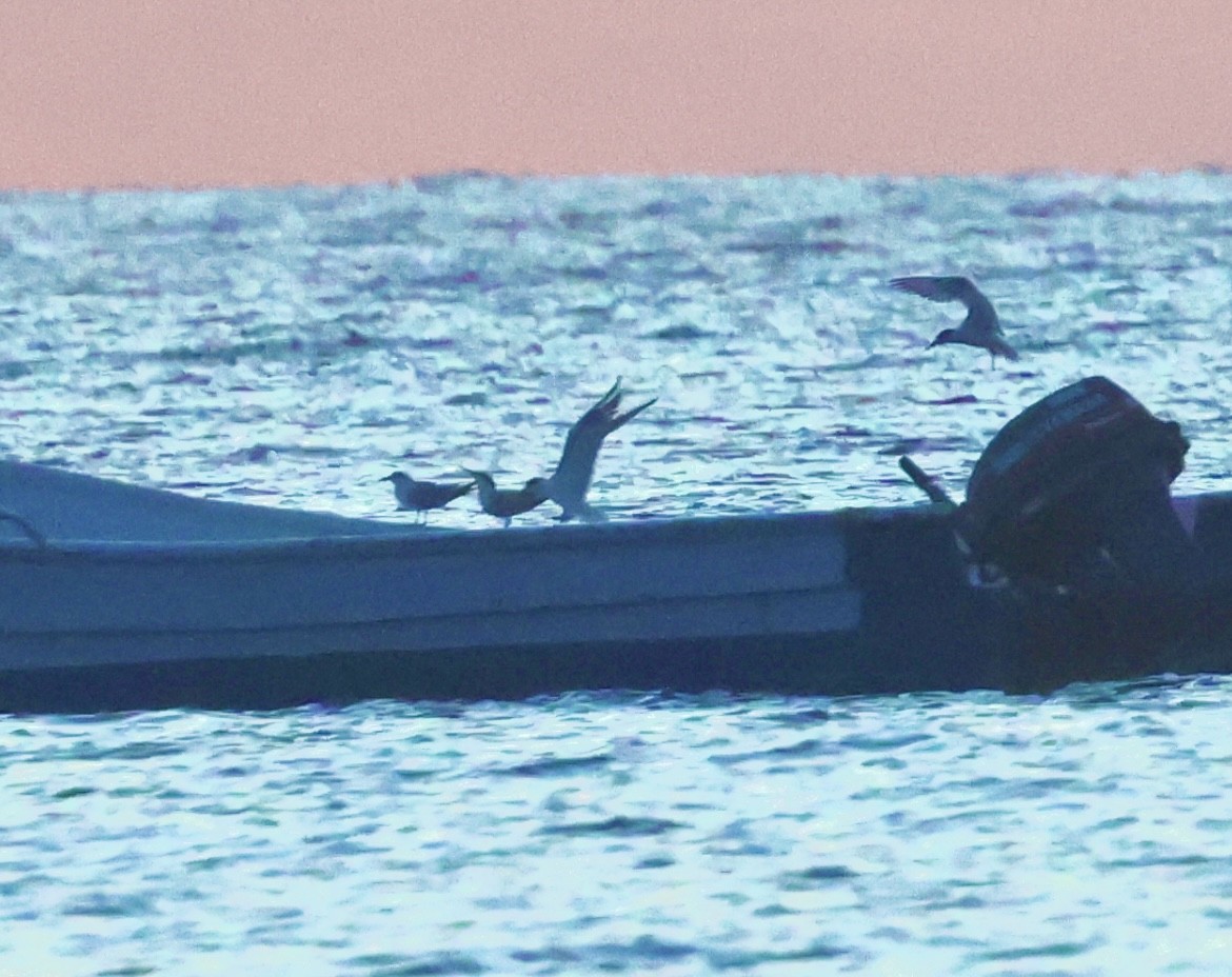 Royal Tern - ML646375900