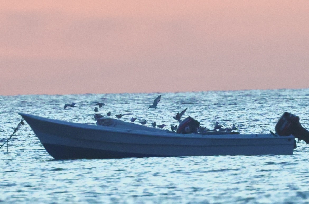 Royal Tern - ML646375901