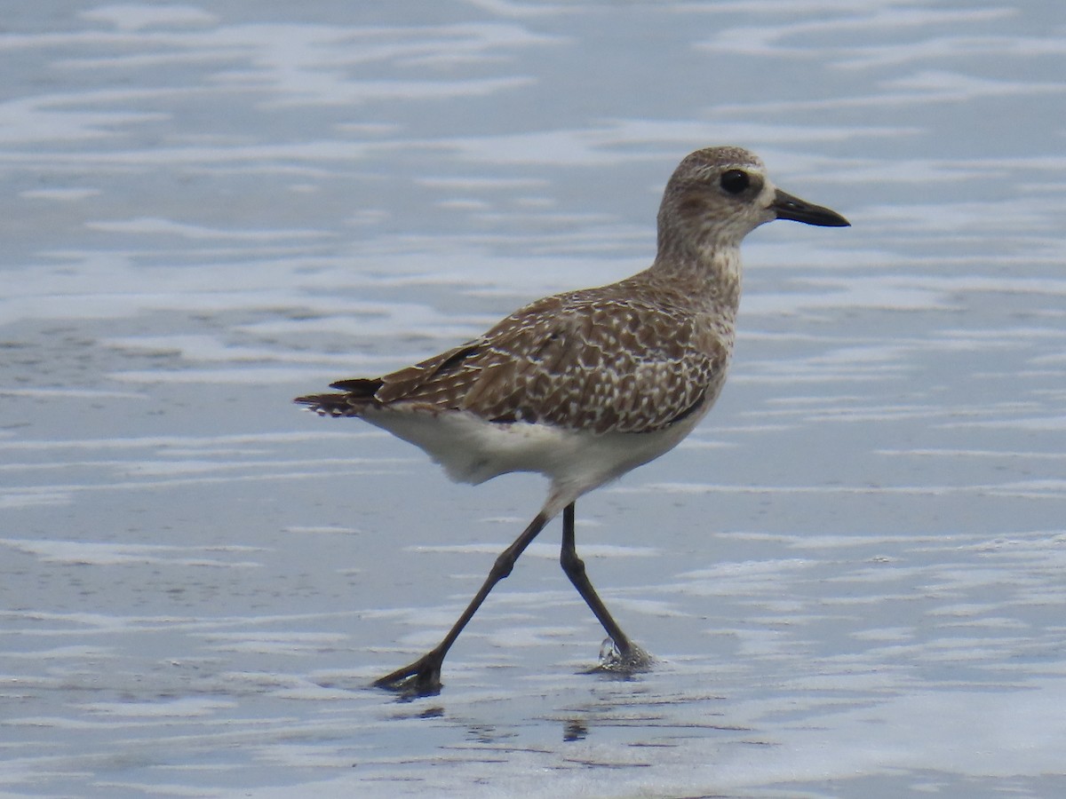 Pivieressa - ML646375902