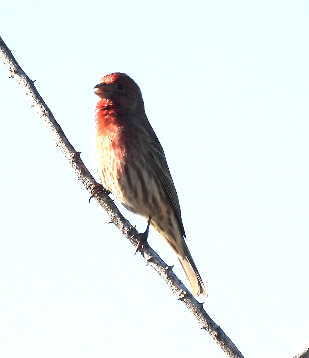 House Finch - ML646375903