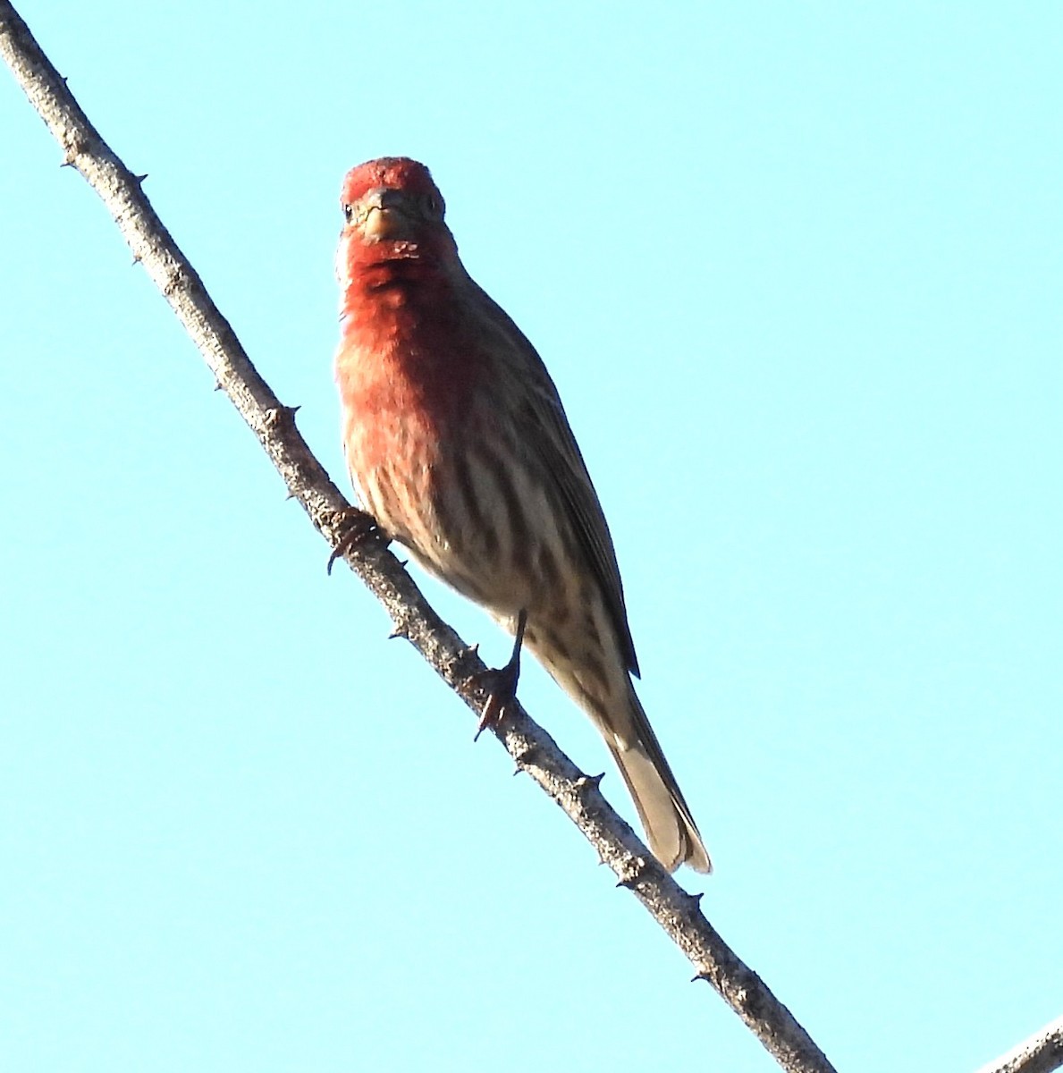 House Finch - ML646375904
