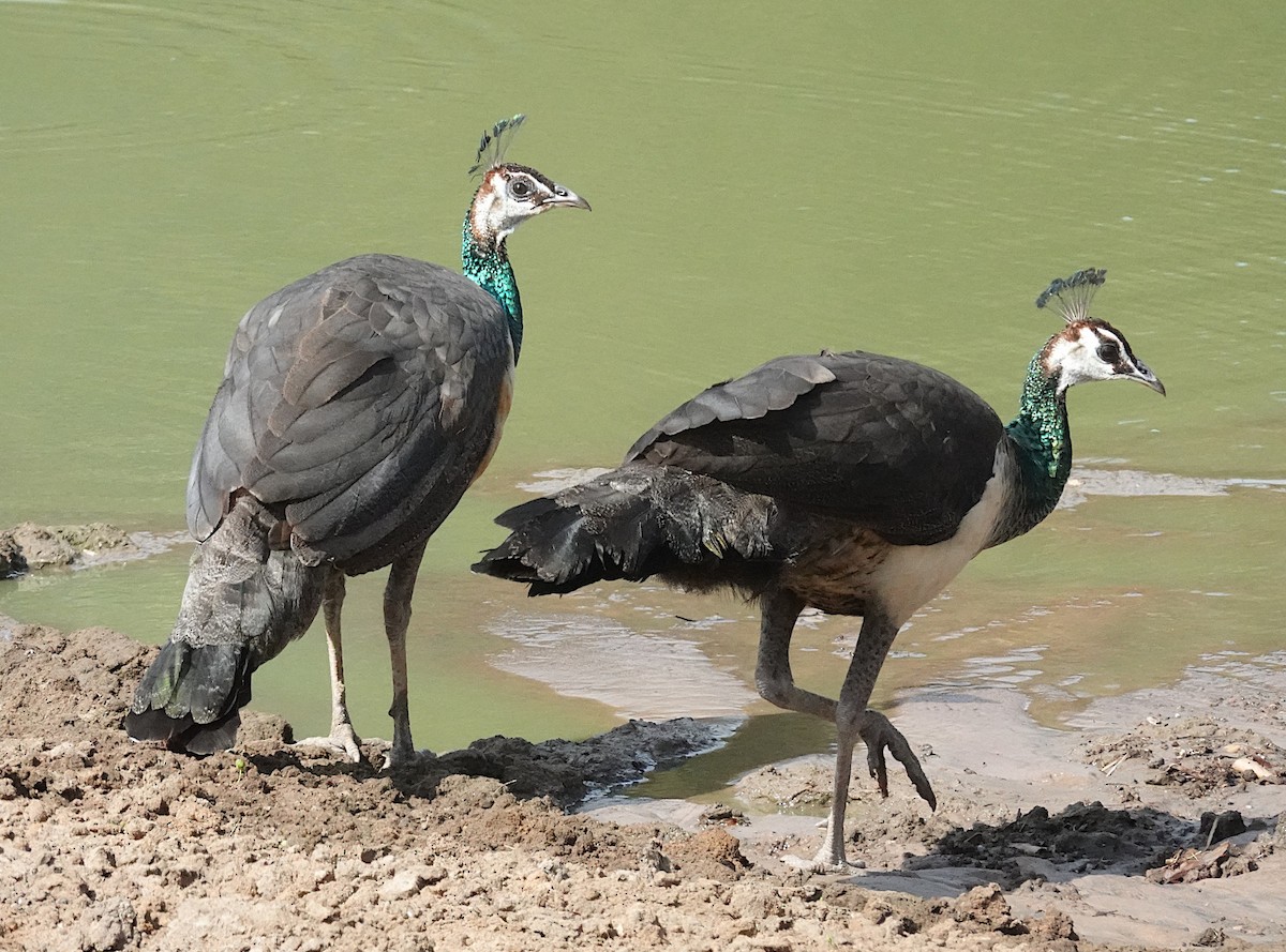 Indian Peafowl - ML646375905