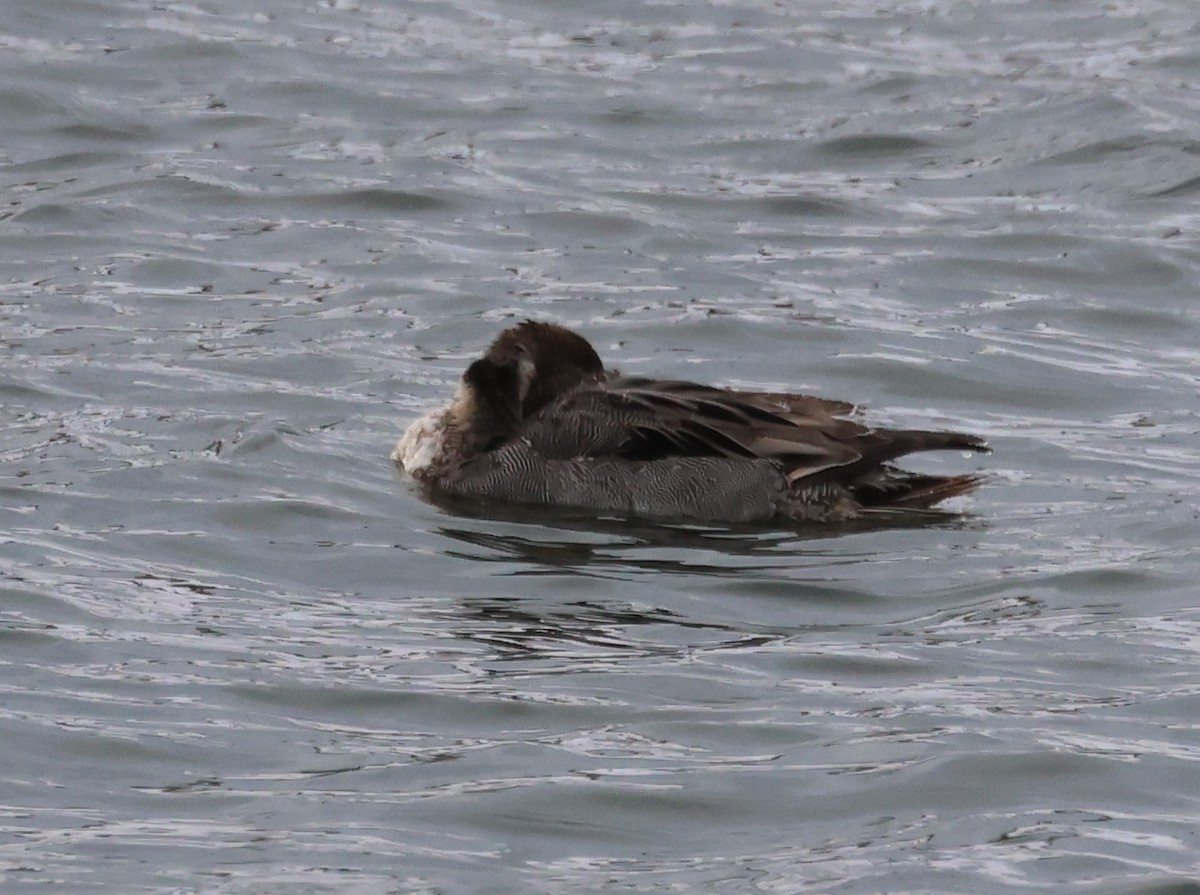 Northern Pintail - ML646375906