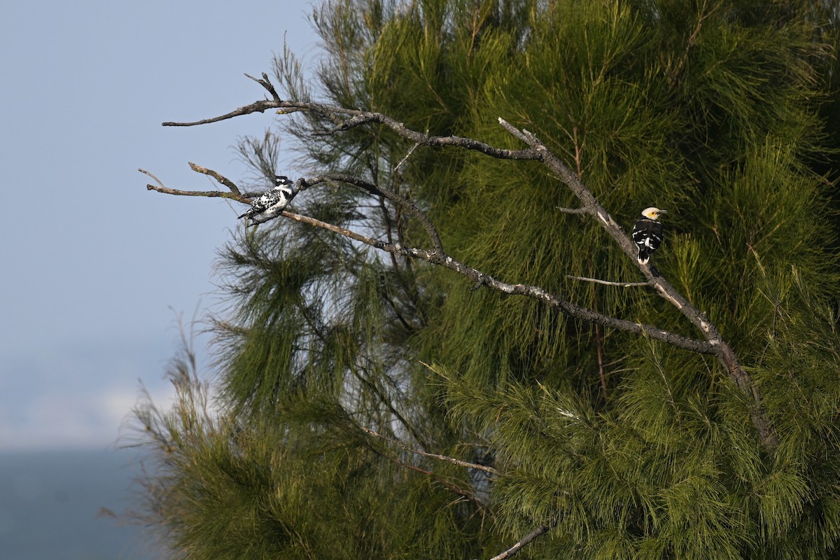 Alaca Yalıçapkını - ML646375907