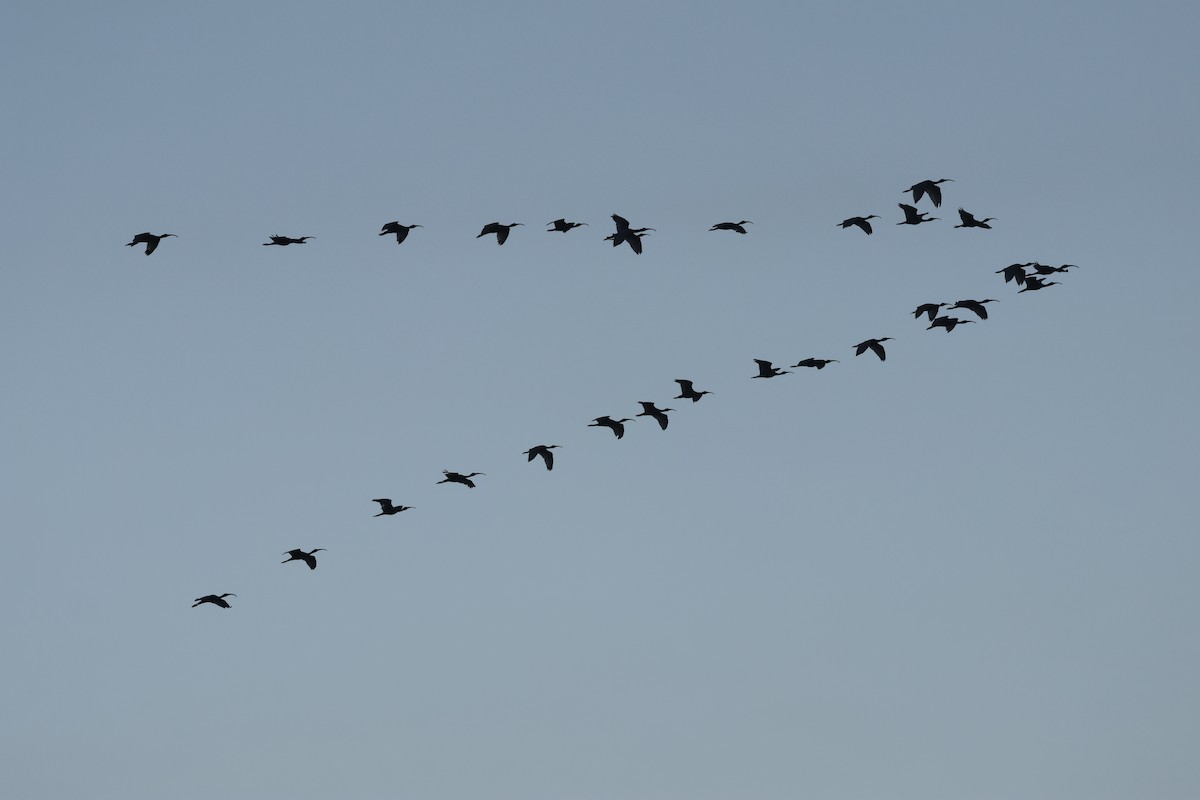 White Ibis - ML646375910