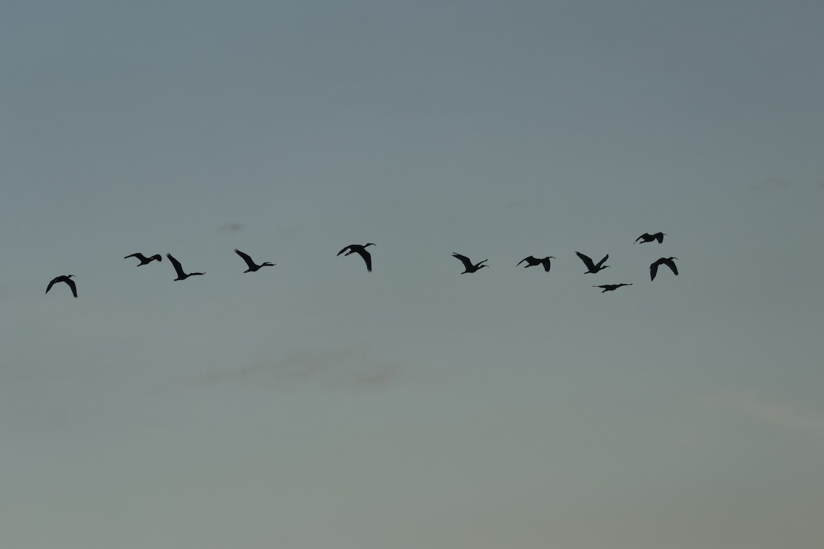 White Ibis - ML646375911