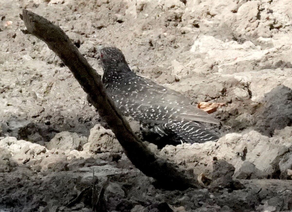 Asian Koel - ML646375912