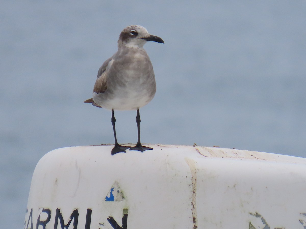 Gabbiano sghignazzante - ML646375914