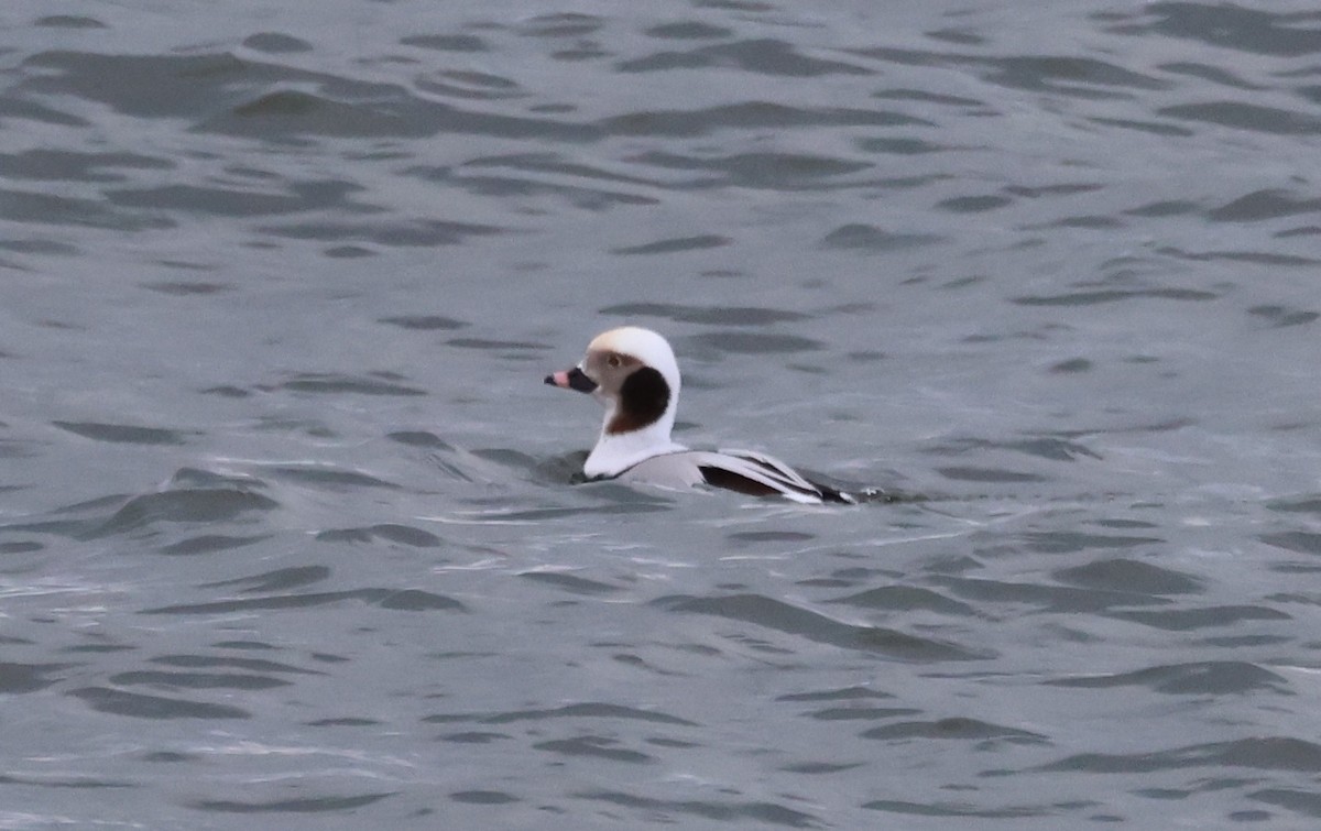 Long-tailed Duck - ML646375923