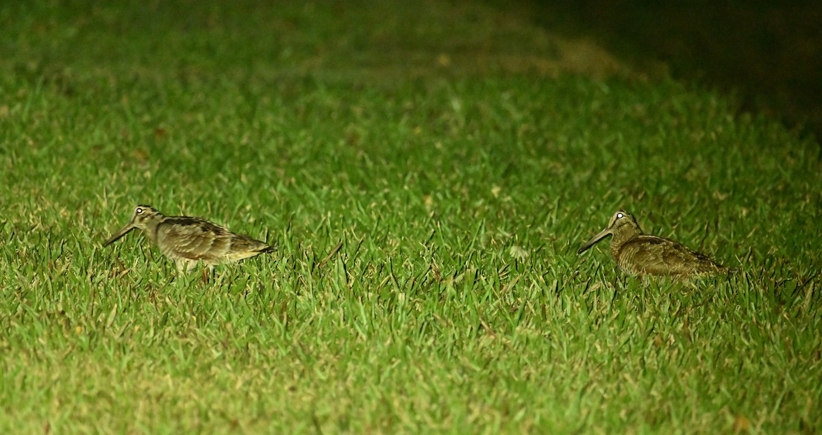 Eurasian Woodcock - ML646375924