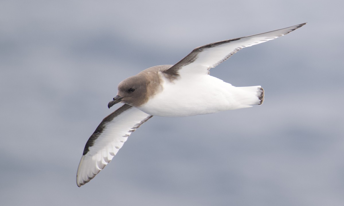 Antarktik Fırtınakuşu - ML646375925