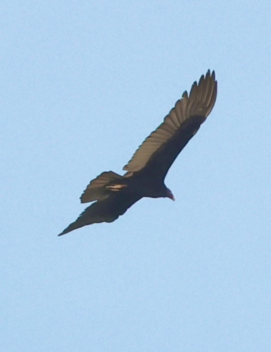 Black Vulture - ML646375926